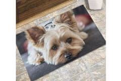 ZOO MIX Csúszásgátló szőnyeg Kutya 40x60 cm - Yorkshire Terrier 