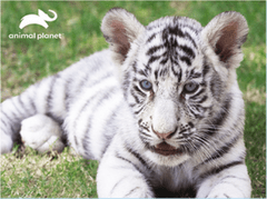 Prime 3D Puzzle Állat bolygó: fehér tigris 3D 63 darab