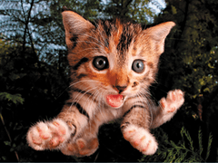 Prime 3D Puzzle Jumping Cat: Fuzzbucket 3D 500 darab