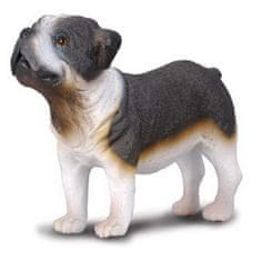 COLLECTA Bulldog - kisállat modell