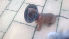 Dogextreme Műtét utáni védőnyakörv kutyának - erős nylonból 38-44 cm, gallér hossza: 20 cm