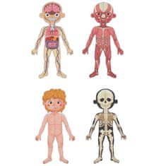 Tooky Toy Montessori mágneses fa puzzle tanulás emberi anatómia 78el.