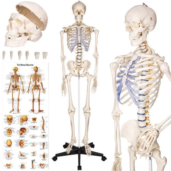 tectake Emberi anatómiai csontváz