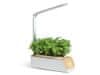 Smart Plant Pot LED fehér és világos fával