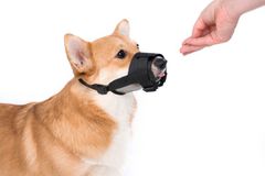 Dogextreme Nylon kutyapofa hálóval 14-20 cm fekete