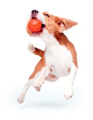 Labda kutyáknak átmérője 5 cm narancssárga