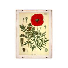 Vintage Posteria Retro poszterek Botanikus nyomtatott piros mák A3 - 29,7x42 cm