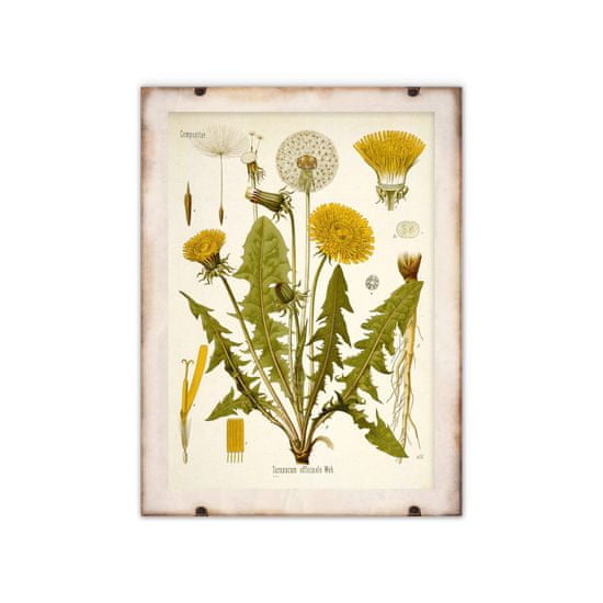 Vintage Posteria Retro poszterek Tejes botanika A1 - 59,4x84,1 cm
