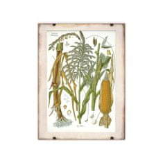 Vintage Posteria Retro poszterek Botanikai kukorica A4 - 21x29,7 cm