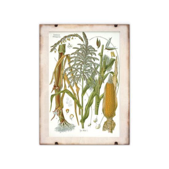 Vintage Posteria Retro poszterek Botanikai kukorica A1 - 59,4x84,1 cm