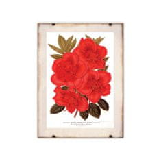 Vintage Posteria Poszter képek Rhododendron virág 1957 A4 - 21x29,7 cm