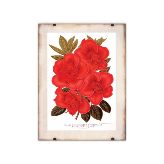 Vintage Posteria Poszter képek Rhododendron virág 1957 A1 - 59,4x84,1 cm