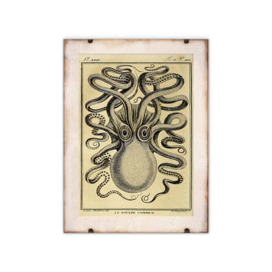 Vintage Posteria Poszter Octopus haeckel ernst A1 - 59,4x84,1 cm