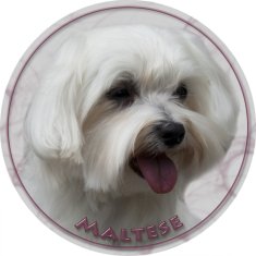 saxun Matrica autóra Máltai selyemkutya - Maltese