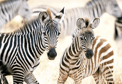 Castorland Puzzle Fiatal zebrák 1000 darab