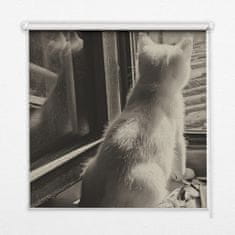 COLORAY.HU Ablak roló Macskák az ablakban Redőny fényerő 60x140 cm