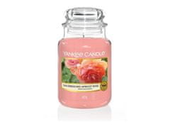 Yankee Candle Sun-Drenched Apricot Rose gyertya 623g
