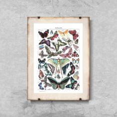 Vintage Posteria Retro poszterek Botanikus pillangó Adolphe Milllot Papillons A4 - 21x29,7 cm