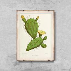 Vintage Posteria Retro poszterek Cactus Powing A4 - 21x29,7 cm