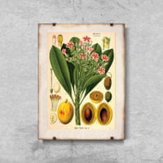 Vintage Posteria Retro poszterek Botanikus Impresszum Apocyaceae A4 - 21x29,7 cm