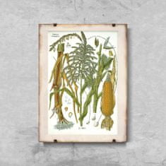 Vintage Posteria Retro poszterek Botanikai kukorica A4 - 21x29,7 cm