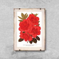 Vintage Posteria Poszter képek Rhododendron virág 1957 A4 - 21x29,7 cm