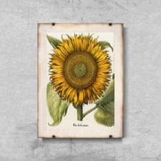 Vintage Posteria Poszter képek Botanikus napraforgó nyomtatás A4 - 21x29,7 cm