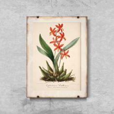 Vintage Posteria Poszter képek Virágos nyomtatás epidendrum vitellinum A4 - 21x29,7 cm