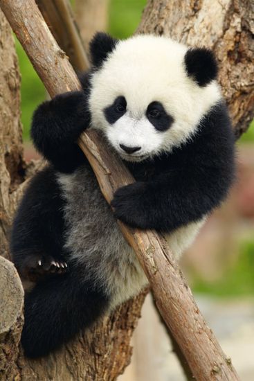 DINO Puzzle Állatok - Panda 54 darab