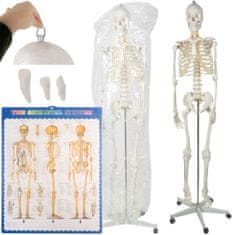 BigBuy Anatómiai csontváz modell guruló állvánnyal és falra akasztható ábrával iskoláknak - biológia-, anatómia- és rajzórákon is használható (BB-22583)