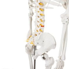 BigBuy Anatómiai csontváz modell guruló állvánnyal és falra akasztható ábrával iskoláknak - biológia-, anatómia- és rajzórákon is használható (BB-22583)