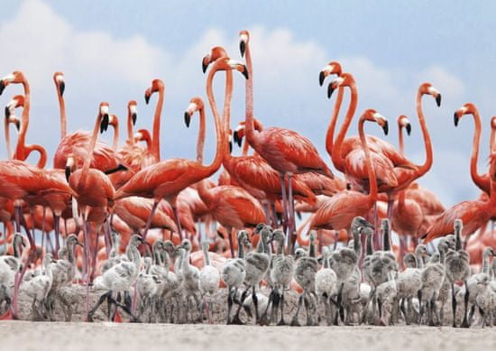 DINO Flamingók puzzle 500 darab