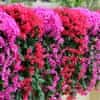 HOME & MARKER® Orchidea csokor dísznövény fali dekoráció, művirág falra, lila virágokkal | HANGROSE