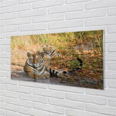 tulup.hu Konyhai üveg panel Tigers 125x50 cm