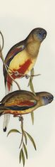 COLORAY.HU Ablak árnyékoló Két madár egy ágon Redőny fényerő 80x240 cm