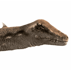 Brainstorm Kivetítő zseblámpa - Dinoszauruszok (N5130)