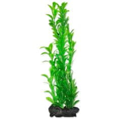 Tetra Dekorációs növény Hygrophila L 30cm