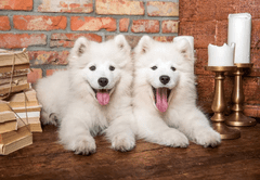 Castorland Puzzle Puppies Samoyed 1000 darab