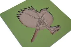 Montessori Puzzle csontvázzal - madár