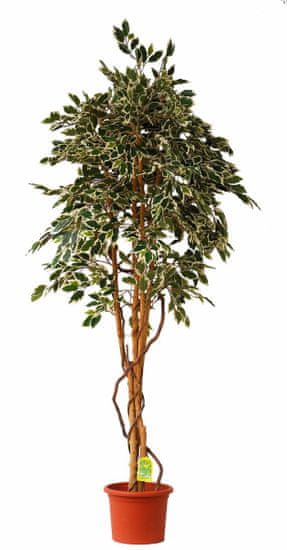EverGreen Ficus hawaii cserepes műnövény, 200 cm