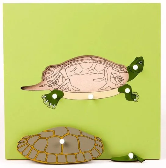 Montessori Puzzle csontvázzal - teknős
