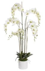 Fehér orchidea virágcseréppel 155 x 75 cm