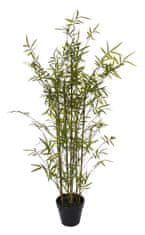 Shishi Bambusz virágcserép-csomagban, 145 cm