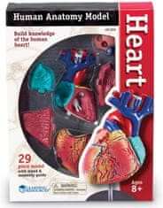 Learning Resources A szív anatómiai modellje