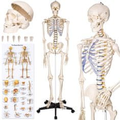 tectake Emberi anatómiai csontváz modell 180 cm - fehér