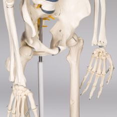 tectake Emberi anatómiai csontváz modell 180 cm - fehér