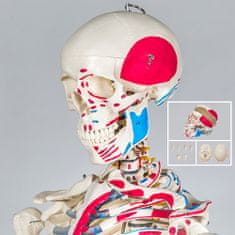 tectake Anatómiai emberi csontváz az izmok számozásával és jelölésével - fehér