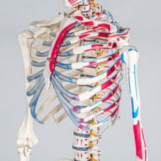 tectake Anatómiai emberi csontváz az izmok számozásával és jelölésével - fehér