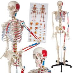 tectake Anatómiai modell, emberi csontváz 180 cm magas, izmok és csontok jelölésével - fehér