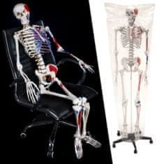 tectake Anatómiai modell, emberi csontváz 180 cm magas, izmok és csontok jelölésével - fehér